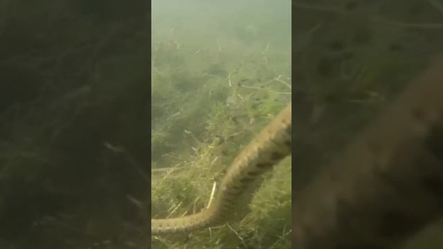 🐍 buceo natrix Maura #hunter #pokemon #asmr #roblox #nature #stumbleguys #river #wildlife