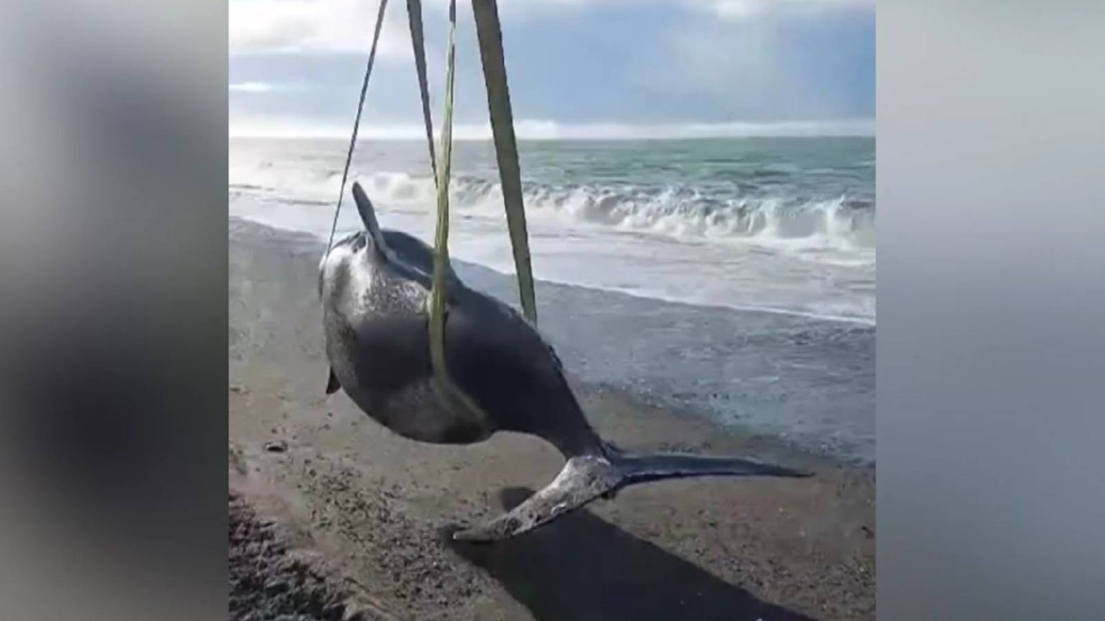 Косатка угодила на мелководье в Охотском море и не смогла выбраться без помощи спасателей