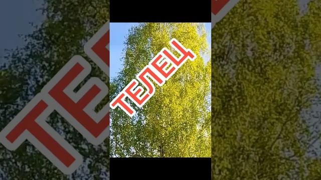 ФАКТЫ О ТЕЛЬЦАХ, факт 1