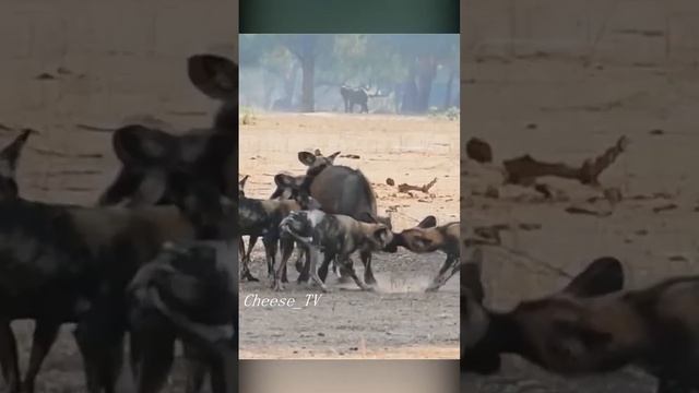 Гиеновидные собаки нападают на телёнка. Дикий Мир в дикой природе.