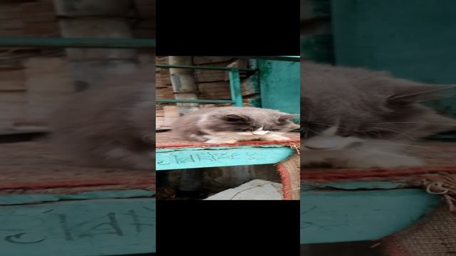 1000035378.mp4