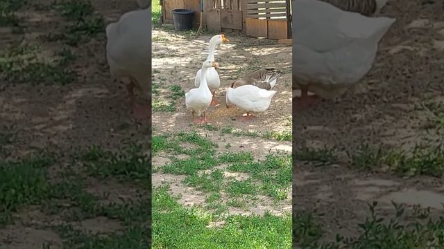 Гуси не так крикливы, как многие мне пишут!😉😉😉😉😉