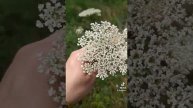 Полевой белый цветок