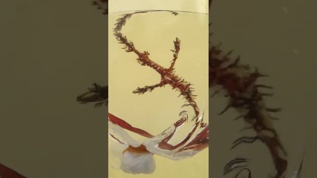 Ghost pipefish - ideal feed copepods