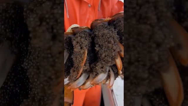 Do lobsters ever stop breeding?