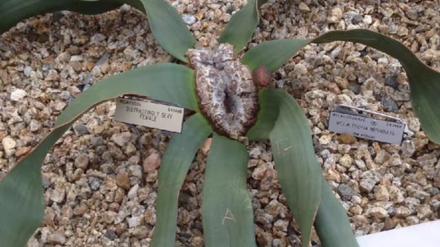 MCCBotany07: Gymnosperms
