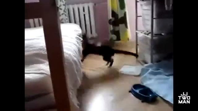 Неудачные прыжки котов подборка