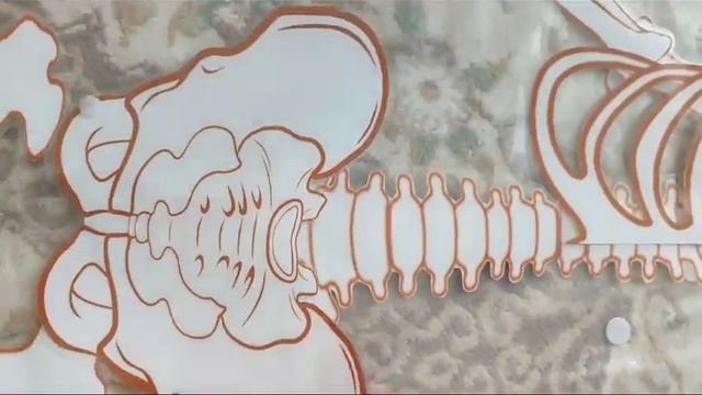 skeleton