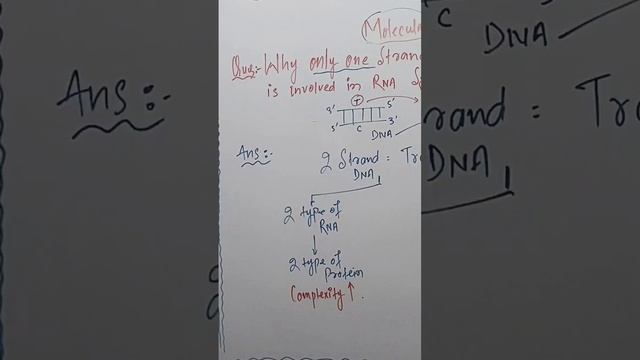 DNA Single Strand Involved in RNA Synthesis