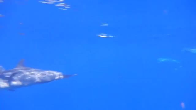 Dolphin swim