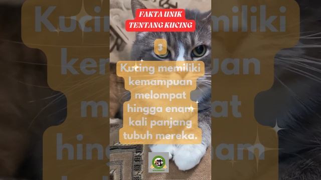 Kucing Memiliki Kemampuan Melompat Hingga Enam Kali Panjang Tubuh Mereka #KemampuanLompatKucing