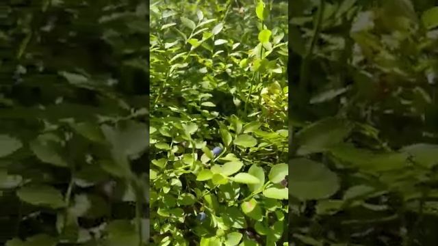 5531654433561210946
