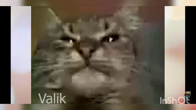 Разоблачение кит ты мав Это жесть!!