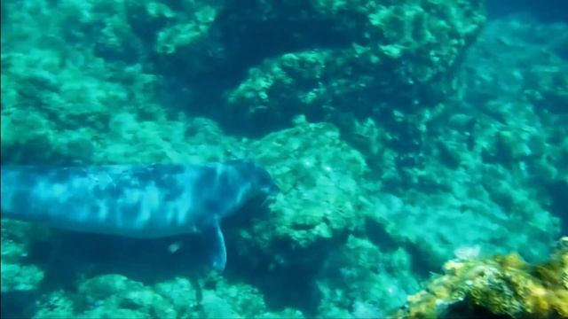 Mapping for Conservation - Crete & Dodecanese
