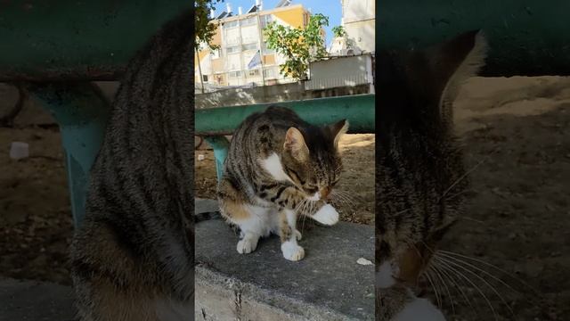 Серый котик умывается 😻 Смешные коты 😹 Grey stray cat 🐈 Funny cats 😸 Cute animals 🐅 Kucing lucu Mem