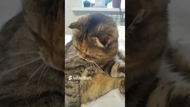 Меню на Новый Год.mp4