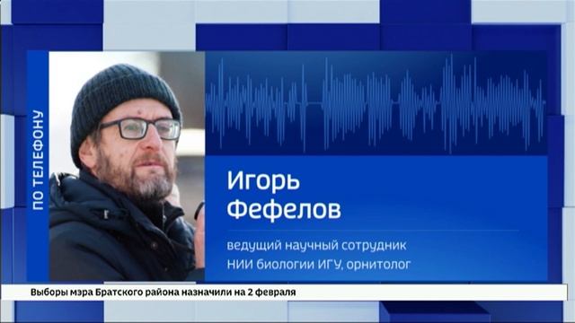 Жители Смоленщины переживают за судьбу цапли, которая вовремя не улетела в теплые края