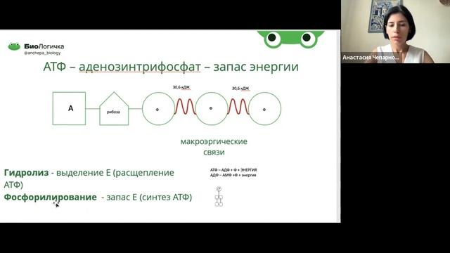 огэ нуклеиновые кислоты