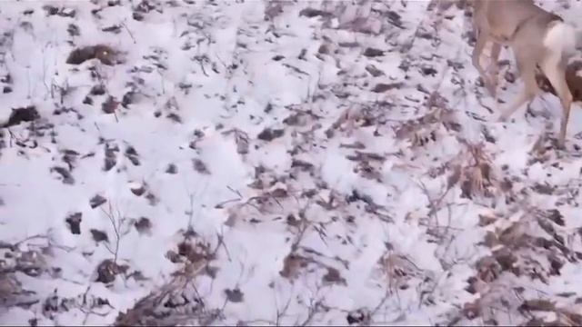 Сибирские косули