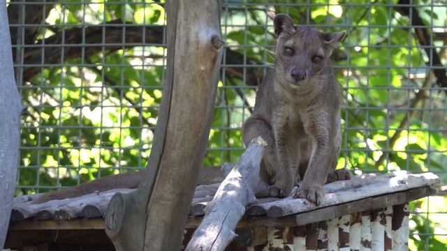 Фосса. 09.07.2022