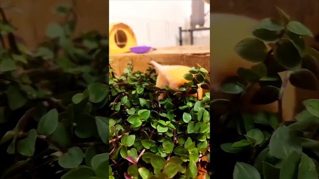 Поиски чего то #short