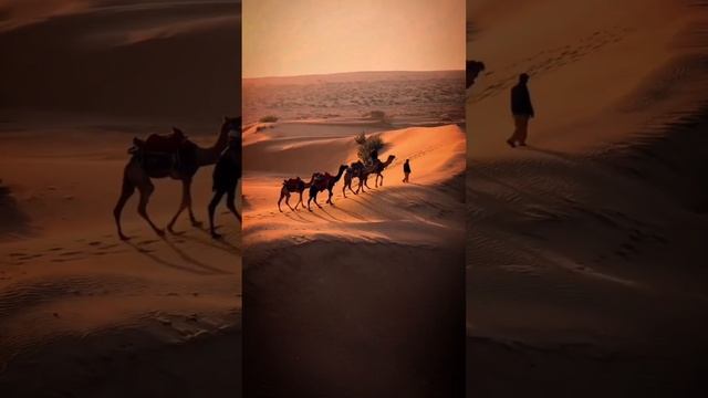 ВЕРБЛЮДЫ БЫСТРЫЕ ФАКТЫ
