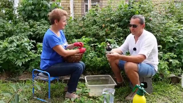 Вирусы на картофеле. Что делать, как защитить. Баковая смесь с Профистим. Наталия Петренко.mp4
