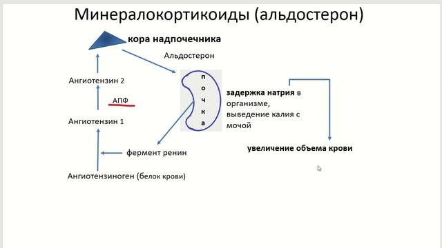 Эндокринная система, часть 3