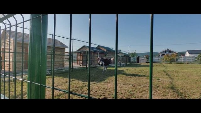 МЫ В ПАРКЕ ЖИВОЙ ПРИРОДЫ #ДОДО.