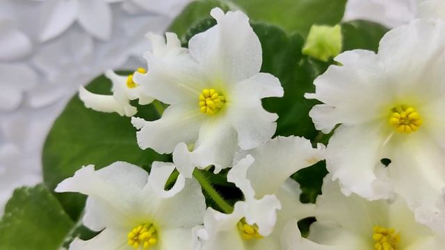 Фиалка Р-Золотые Пески