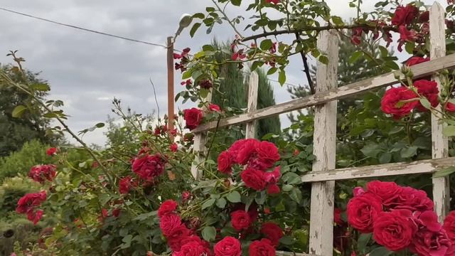 Когда-то я боялась спросить отросток цветочка... А теперь у меня такой сад!