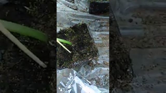 Корнестимулятор фитоакив экстра