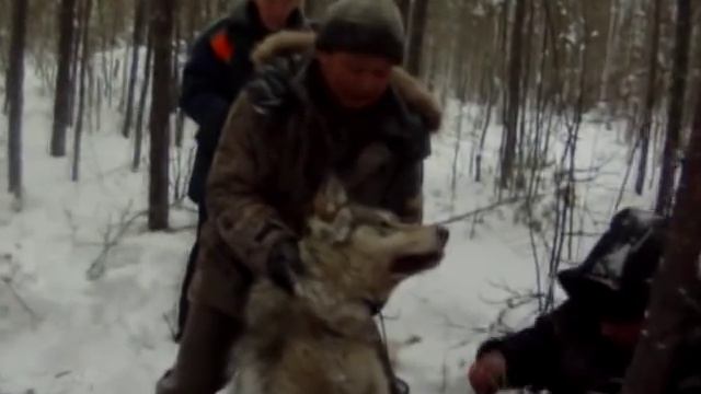 полчища волков атакуют Якутию.m2p