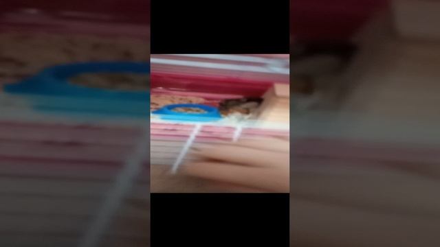 кормим крыску