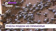 Приморские пчеловоды восстанавливают хозяйства после массового падежа