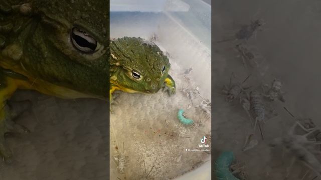 Jenemba eats lunch 🦗 #pixiefrog