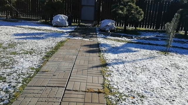 Наш блестящий котик на крыльце, ноябрь 2024.