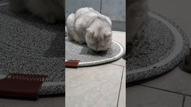Коварный план кожаной