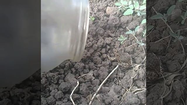 Выпускаю лягух на свободу