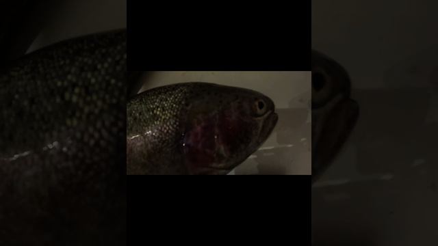 Ночная поимка