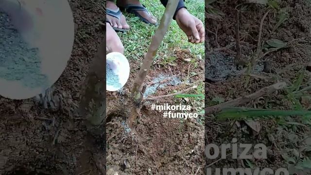 Fumyco : Cara Aplikasi Mikoriza Pada Tanaman Jambu Yg Sudah Tertanam Di Lahan, Cari Akar Serabutnya