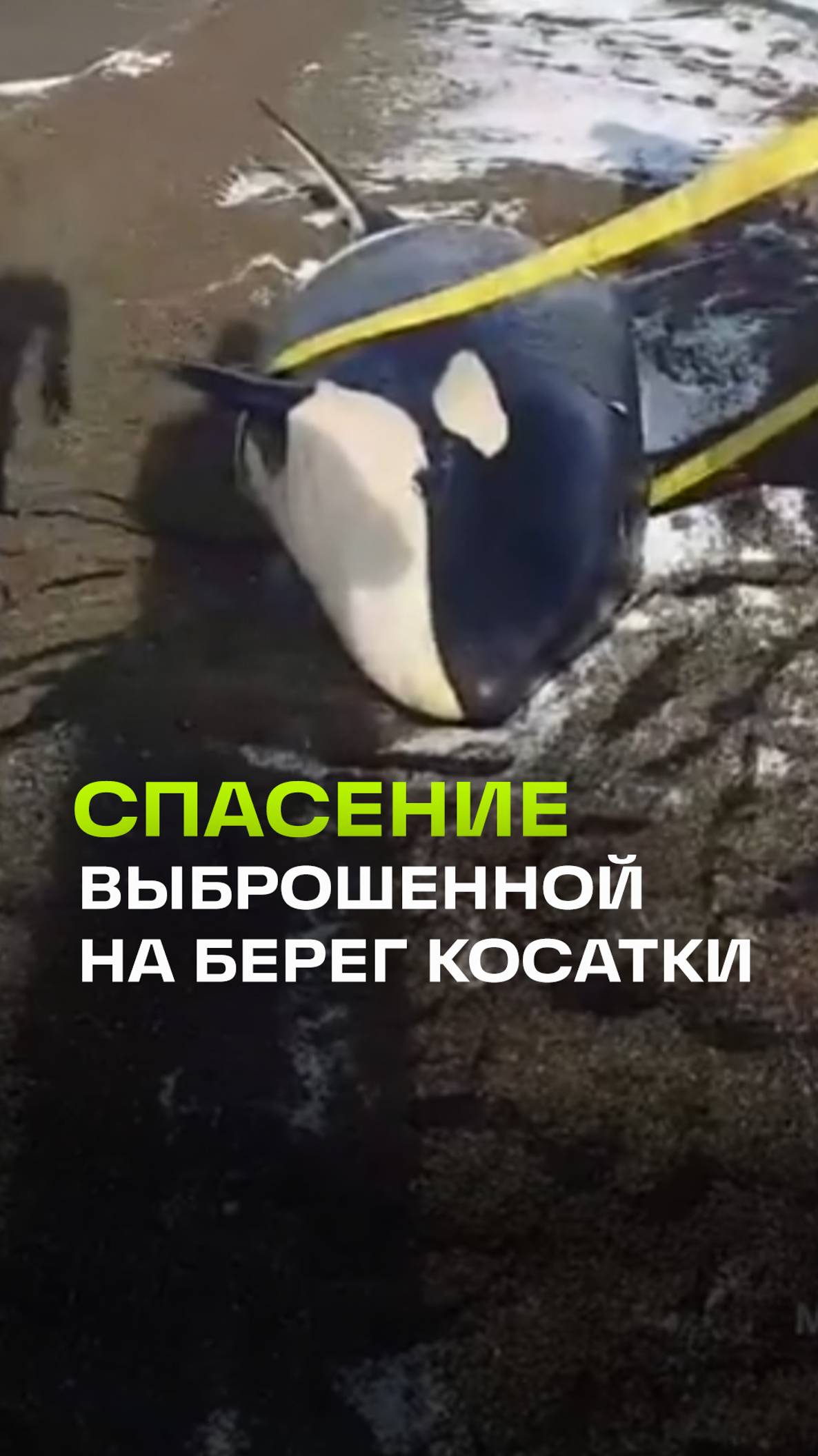 Кита по воздуху перенесли в море: как МЧС спасали косатку на Камчатке