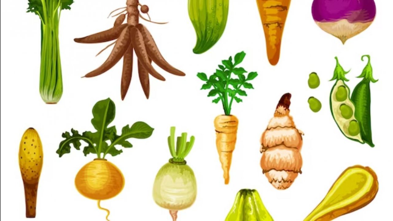 КОРНЕПЛОДЫ это важная часть растения! Увлекательная биология для младших школьников