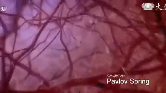 Концентрат Pavlov Spring