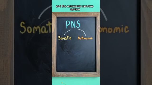 Nervous system overview🧠 #neet #mbbs #futurehelpers# missionaiims