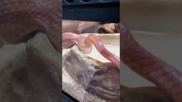 Выпустишь? #змея #snake #полоз #маисовыйполоз #рептилии