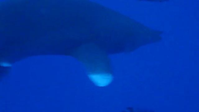 Oceanic whitetip shark, Carcharhinus longimanus - Deadalus - Egypte 2010