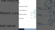 Cranial Nerves for OSCEs - Trigeminal
