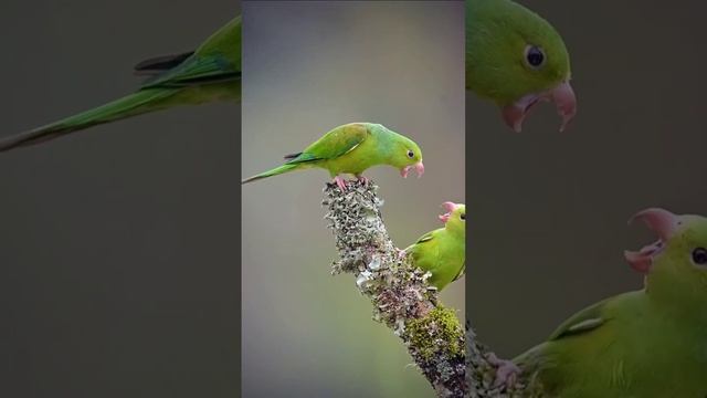 #naturephotography #birdsphotography #photography #flowersphotography