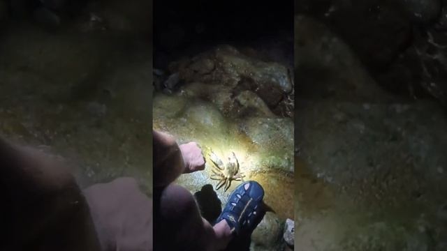 Рыбалка в Хорватии. Краб на поплавок.🦀🦀🦀